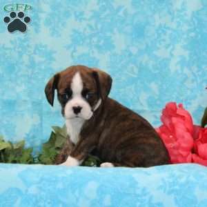 Kisses, Boston Terrier Mix Puppy